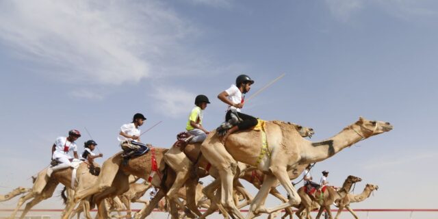 camels race